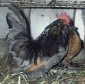 Blue Brassy Back rooster